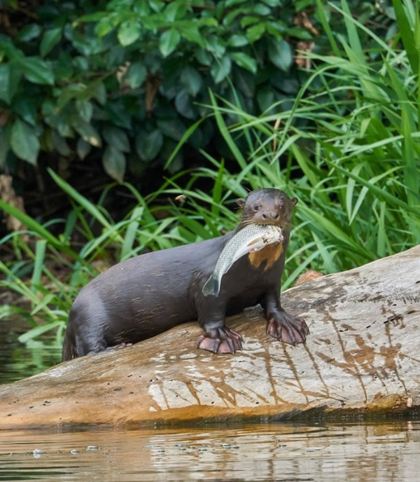 Manu National Park 5 Days 4 Nights