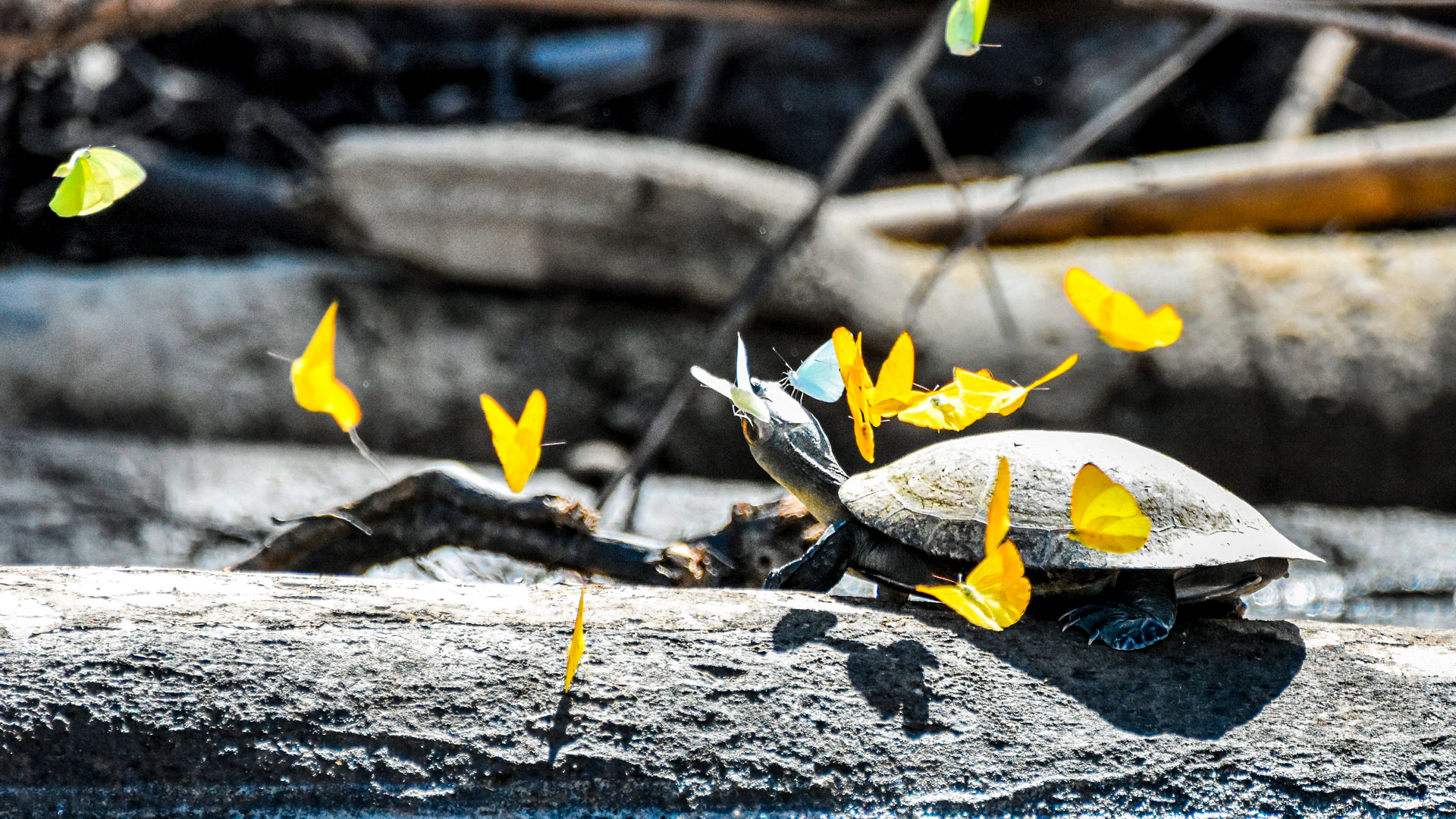 manu-tour-10 Manu Peru